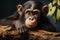 AI generated illustration of a young chimpanzee perched atop a tree branch