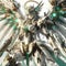 AI-Generated Image, Celestial Vanguard: The Golden Guardian, Angelic Grace