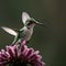 AI generated image of a humming bird in flight mode on a flower