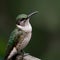 An AI generated image of a humming bird with life like intricacies