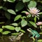 AI generated image of two frogs alongwith a flower and green leaves in a pond