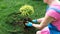 AI generated person wearing blue gloves kneeling on the ground and planting seedling