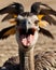 An AI generated portrait of an ostrich opening her beaks