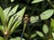 AI generated realistic image of a dragonfly in the midst of green plants
