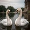 AI generated realistic image of a pair of white swans paddling in a water body