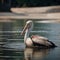 AI generated realistic image of a pelican swimming in a pond