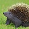 AI generated realistic image of a porcupine (with body full of needles) from a green landscape