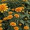 AI generated realistic orange colour marigold flowers in a garden