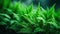 AI Generated Serene Green Haven A Background of Tranquil Ferns and Lush Foliage