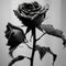 AI generated single rose in black and white