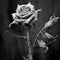 AI generated single rose in black and white