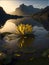 Ai generated a stunning yellow water lily floating on the surface of a serene lake