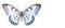 AI generative. Beautiful butterfly on white