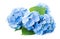 Ai generative. Blue Hydrangea Flower on white