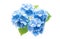 Ai generative. Blue Hydrangea Flower on white