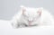 AI generative. Cute little white kitten sleeping