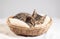 AI generative. Cute tabby kitten sleeping in a basket