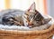 AI generative. Cute tabby kitten sleeping in a basket