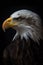 AI Generative - An Eagle Picture : Regal Bird of Prey in Flight