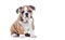 AI generative. English bulldog puppy dog on white