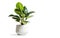 AI generative. Ficus tree planted on concrete pot on white