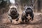 Ai Generative French bulldogs running in a race, selective focus on the dog