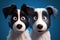 Ai Generative Funny dogs. Border Collie and Border Collie on blue background