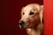 AI GENERATIVE, golden retriever sad peeks cautiosly around the corner on red background