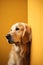 AI GENERATIVE, golden retriever sad peeks cautiosly around the corner on yellow background