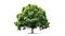 AI generative. Green tree on white background