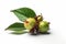 Ai Generative Jujube fruits with leaves on a white background, isolated