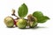 Ai Generative Jujube fruits with leaves on a white background, isolated