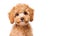 AI generative. Little brown poodle dog on white