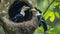 AI generative photography hornbill,Oriental Pied Hornbill. Oriental pied hornbill