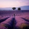 AI generative photography Photographing the lavender fields