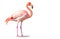 Ai generative. Pink flamingo bird on white