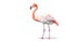 Ai generative. Pink flamingo bird on white