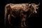 Ai Generative Portrait of a bull on a dark background. Studio photography