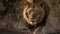 Ai Generative Portrait of a lion in the forest. Wildlife scene from nature. Lion in the jungle