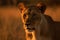 Ai Generative Portrait of a lioness in the forest. Wildlife scene from nature. Lioness in the jungle