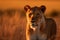 Ai Generative Portrait of a lioness in the forest. Wildlife scene from nature. Lioness in the jungle