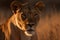 Ai Generative Portrait of a lioness in the forest. Wildlife scene from nature. Lioness in the jungle
