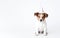 AI generative. Puppy Jack russell in birthday hat on a white background