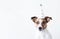 AI generative. Puppy Jack russell in birthday hat on a white background