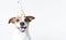 AI generative. Puppy Jack russell in birthday hat on a white background