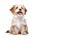 AI generative. Reddish havanese puppy dog on white