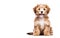 AI generative. Reddish havanese puppy dog on white