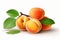 Ai Generative Ripe apricots with leaves isolated on a white background