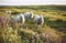 Ai generative. Sheeps in a meadow