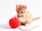 AI generative. Small red kitten is played with a ball of yarn